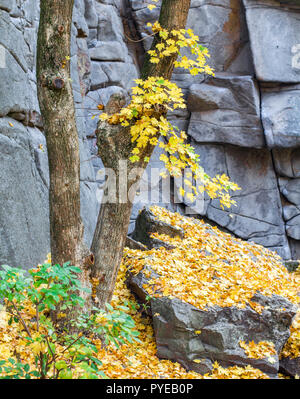 Tree on stone wall background Stock Photo