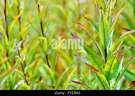 Rosebay Willowherb (epilobium, chamaenerion, or chamerion angustifolium), close up of the leaves and stem as they change colour and die off. Stock Photo