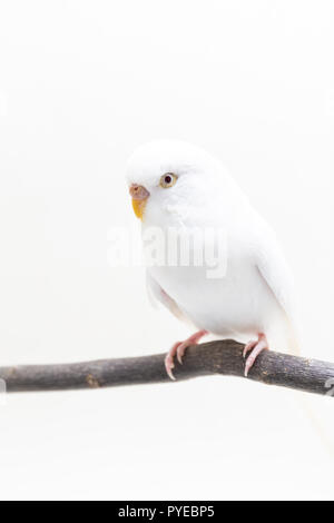 The white budgerigar bird, budgie on white background Stock Photo