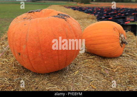 Freshly picked pumpkins laying on a bale of straw Stock Photo