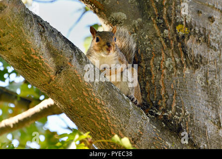 A Grey Squirrel  "Sciurus carolinensis", watching from the safety of a maple tree in Sussex New Brunswick Canada. Stock Photo