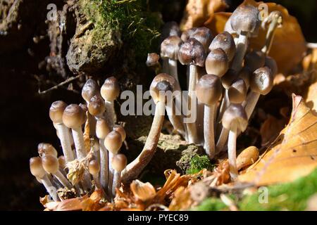 Small brown mushrooms growing on a fallen log in Epping Forest, England Stock Photo