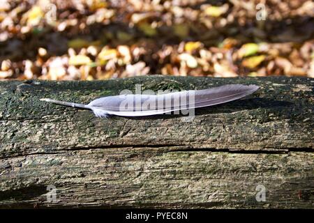 One grey feather found lying on a fallen log in Epping Forest, England Stock Photo