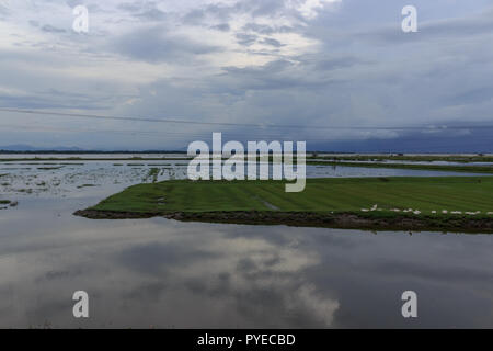 rice fields close to the sea in vietnam Stock Photo