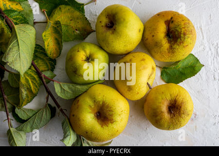 Yellow apples (reinetas) fresh, raw and ripe. With leaves on white background foil. Stock Photo