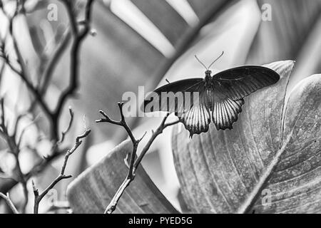 Papilio memnon, aka great Mormon is a tropical butterfly. Here shown while standing on a leaf Stock Photo