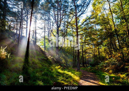 Sunbeams shining though trees in a forest around the Blue Pool, Dorset, UK Stock Photo