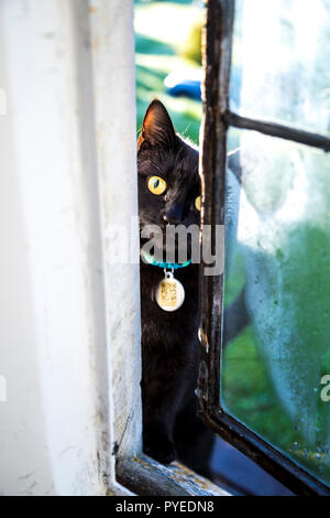 Black cat with yellow eyes and a QR code tag around neck peeking through a window tying to get in the house Stock Photo