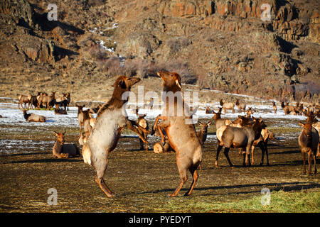 Two female cow elk fighting over a pile of hay at the Oak Creek Feeding Station, Naches, WA, USA Stock Photo