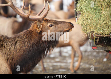 A hungry bull elk with antlers following a truck loaded with hay, Oak Creek Feeding Station, Naches, WA, USA Stock Photo