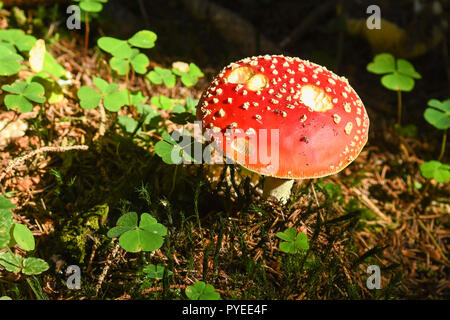 Amanita muscaria or fairytale toadstool  surrounded by wood sorrel in the eastern Black Forest, Germany, Europe Stock Photo
