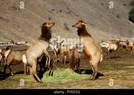 Two female cow elk fighting over a pile of hay at the Oak Creek Feeding Station, Naches, WA, USA Stock Photo