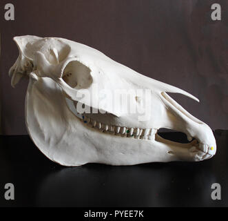 Horse skull photo. Horse teeth. Learning materials for veterinarians. Stock Photo