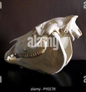 Horse skull photo. Horse teeth. Learning materials for veterinarians. Stock Photo