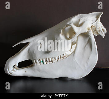 Horse skull photo. Horse teeth. Learning materials for veterinarians. Stock Photo