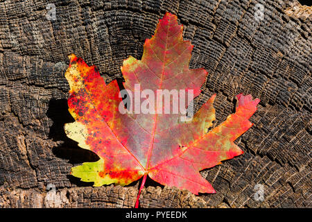 A sheet of maple  lies on a black, old hemp, like a carved leather Stock Photo