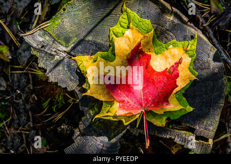 A sheet of three maple  lies on a black, old hemp, like a carved leather Stock Photo