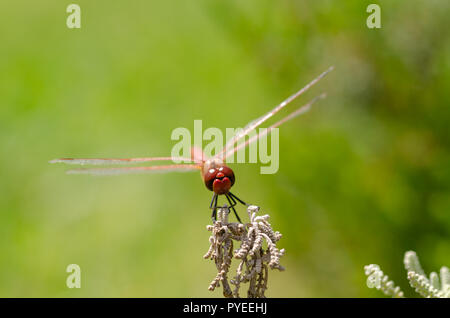 Red dragonfly rests on leaf, green background. Stock Photo