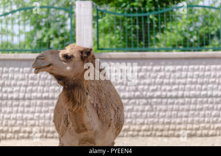 Close up shot of beautiful camel's face in zoo. Stock Photo