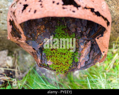 New Life / Resilience - moss in rusty metal pipe Stock Photo