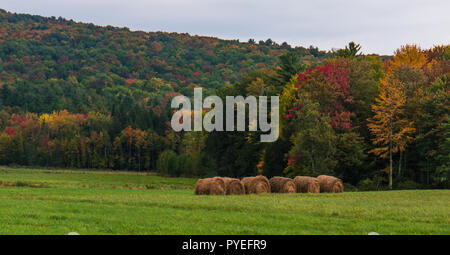 bales of hay lined up  in front of bright autumn colors of fall foliage Stock Photo