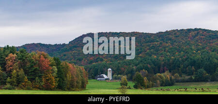 banner landscape view of a cattle ranch with the  bright autumn colors of fall foliage in the hills behind Stock Photo