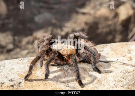 Texas brown tarantula - Aphonopelma hentzi Stock Photo