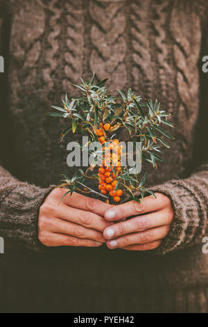 Woman hands holding sea buckthorn  berries plant organic food Healthy Lifestyle cozy knitted sweater scandinavian hygge style Stock Photo