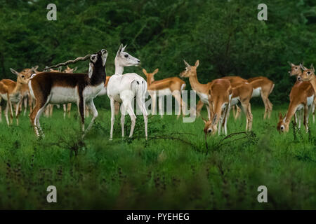 This image of Black buck is taken at Gujarat in India. Stock Photo