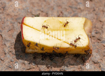 A Close up view of a cut red apple being eaten with big ants on a concrete driveway Stock Photo