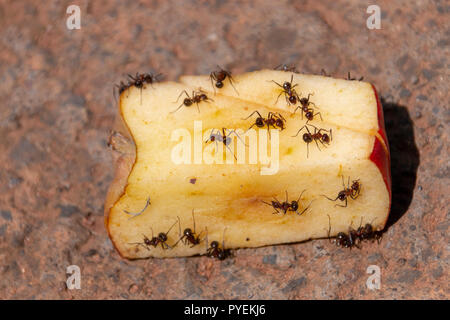 A Close up view of a cut red apple being eaten with big ants on a concrete driveway Stock Photo