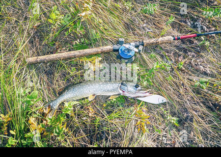 Pike and spinning with baitcasting reel on grass. Esox Lucius Stock Photo -  Alamy