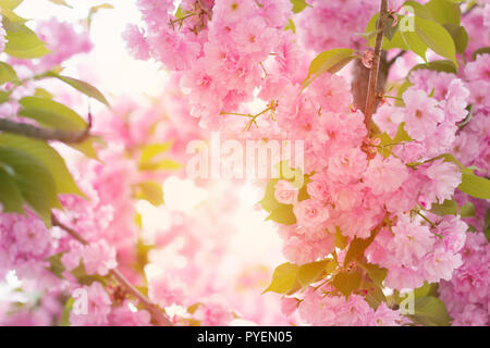 Cherry pink blossoms close up; blooming pink cherry tree with sunshine coming through brances; Spring floral background Stock Photo