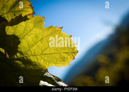 Vine leaves in autumn before falling. Stock Photo
