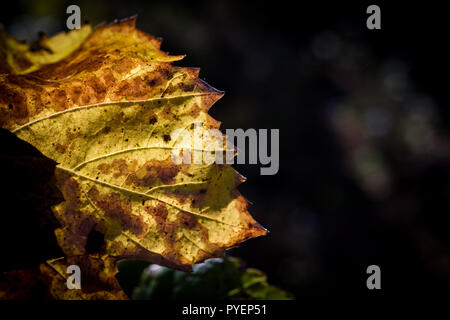 Vine leaves in autumn before falling. Stock Photo