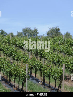 Rows of Vines Growing at Halfpenny Green Vineyard, South Staffordshire, England, UK in June Stock Photo