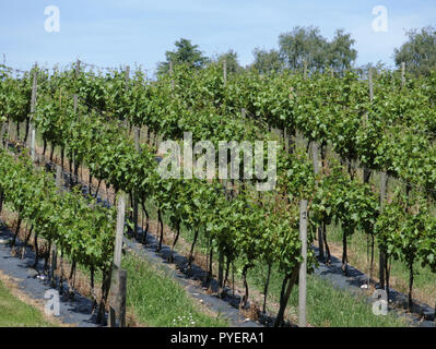 Rows of Vines Growing at Halfpenny Green Vineyard, South Staffordshire, England, UK in June Stock Photo