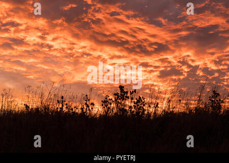 Sunset sky with silhouettes grasses and seedheads in foreground - UK Stock Photo