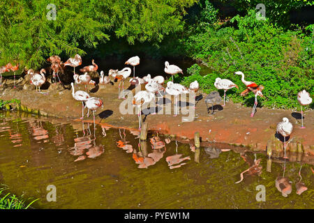 a flock of Chilean Flamingos bask in the late afternoon sunshine in the gardens of Paignton Zoo on the English Riviera.