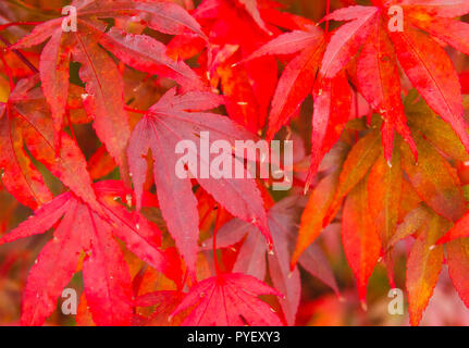 Red Japanese maple leaves. Scientific name: Acer palmatum.  Beautifully coloured maple leaves which have turned deep red in Autumn. Horizontal Stock Photo