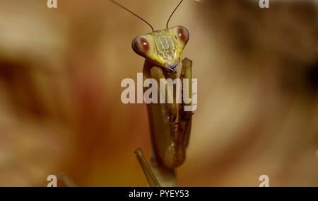 Giant asian mantis hierodula venosa Stock Photo