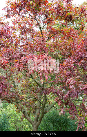 Quercus michauxii leaves in Autumn. Stock Photo