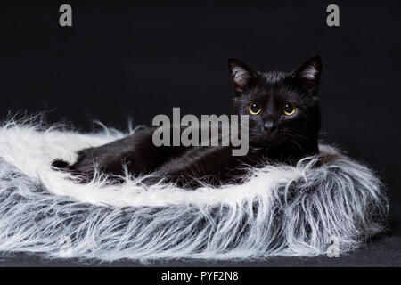 cat of black color lies on its stove on a black background