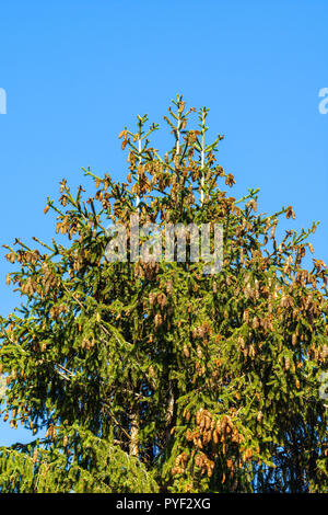 Pine tree covered in cones - France. Stock Photo