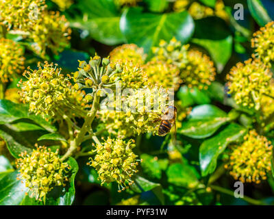 Hover fly feeding on flowering Common Ivy (Hedera helix) plant - France. Stock Photo