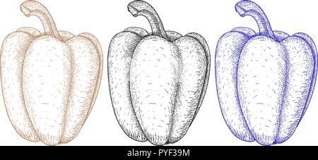 Bell pepper. Hand drawn sketch Stock Vector