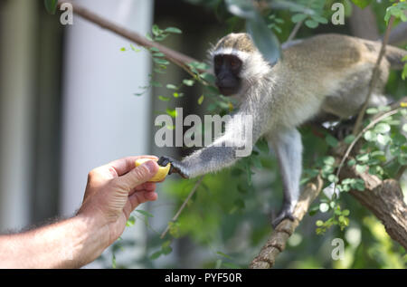 Man are feeding little monkey Stock Photo