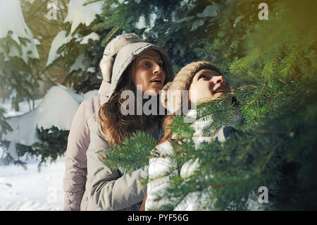 Two young Ukrainian girls standing together among spruce branches covered in snow in the park. The girls are wearing winter closes and are looking up  Stock Photo