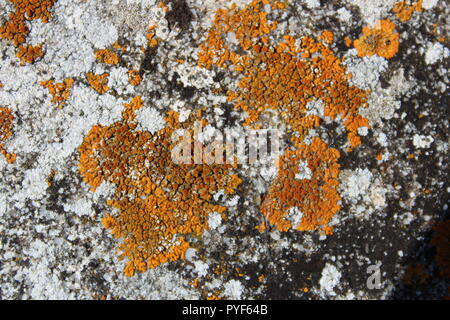 Lichen on a wall Stock Photo