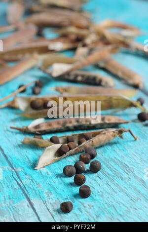 Lathyrus odoratus. Dried sweet pea seeds with pods ready for saving for future planting, autumn, UK Stock Photo